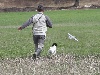  - pigeon et course à pied