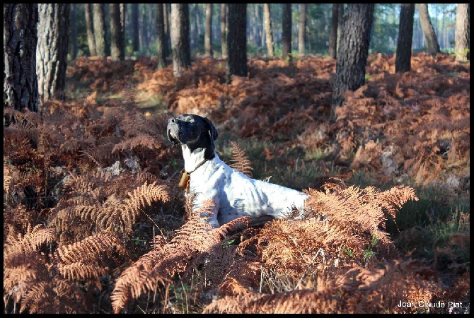 de l'Escalayole - Pointer et forêt landaise