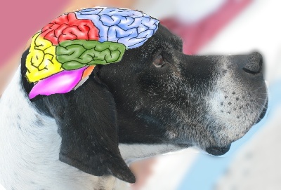 de l'Escalayole - Le cerveau du chien