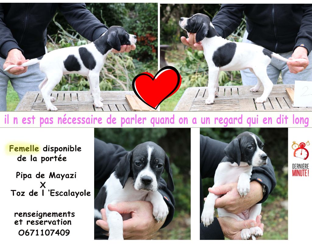 chiots POINTERS  disponibles le 13 novembre 