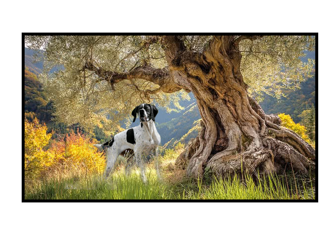 de l'Escalayole - la chasse en Provence