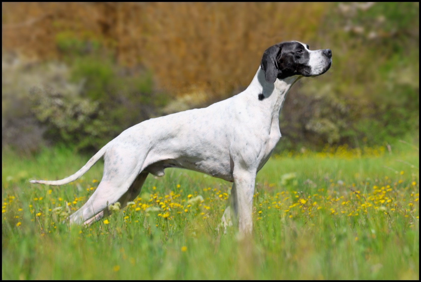 de l'Escalayole - Disponible pour Saillie