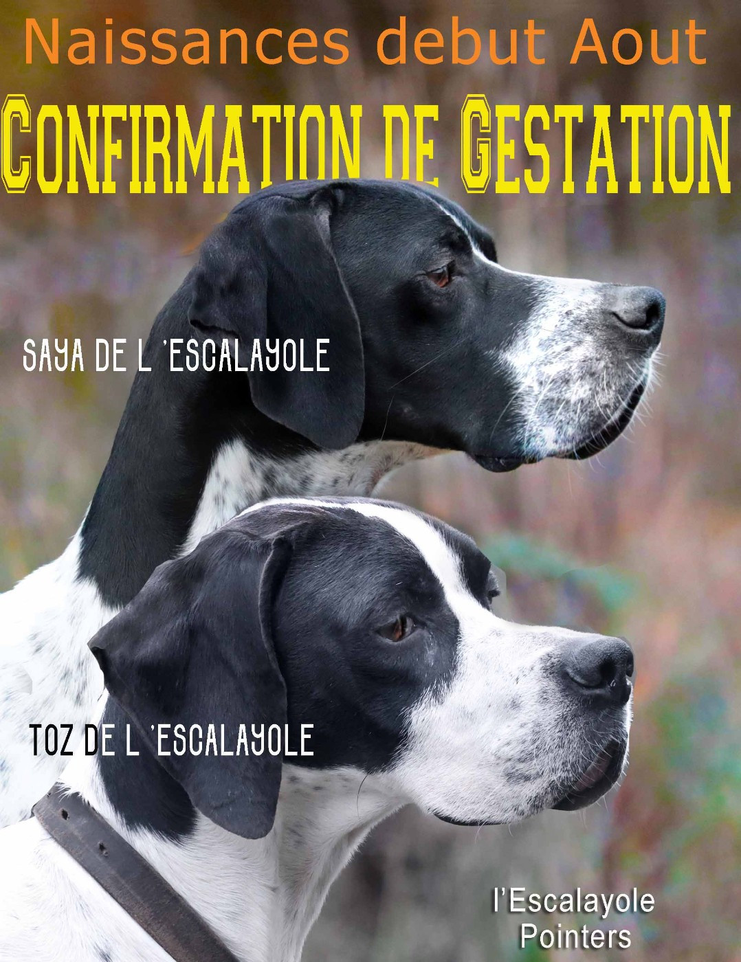 confirmation de gestation