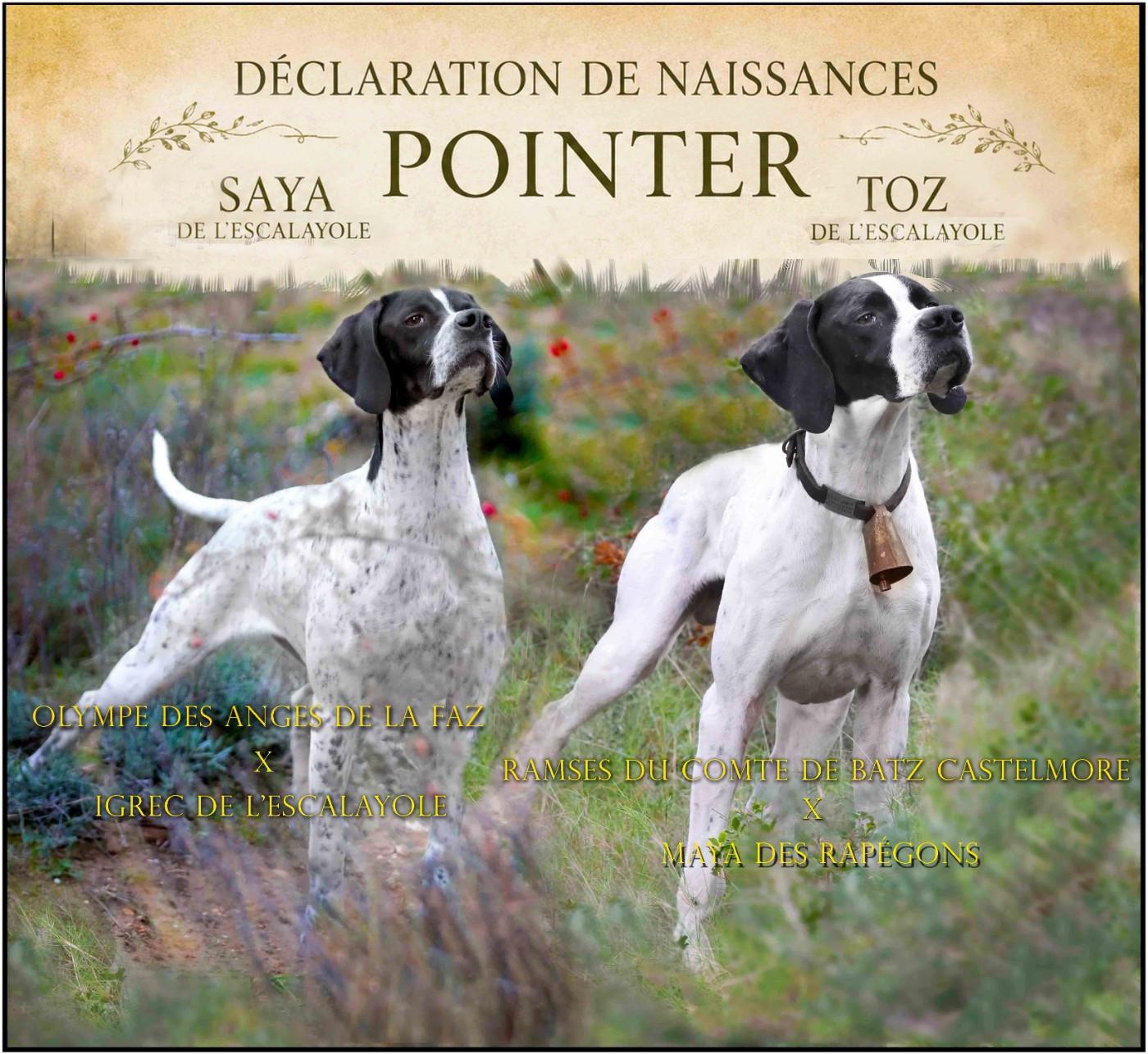 Portée SAYA X TOZ