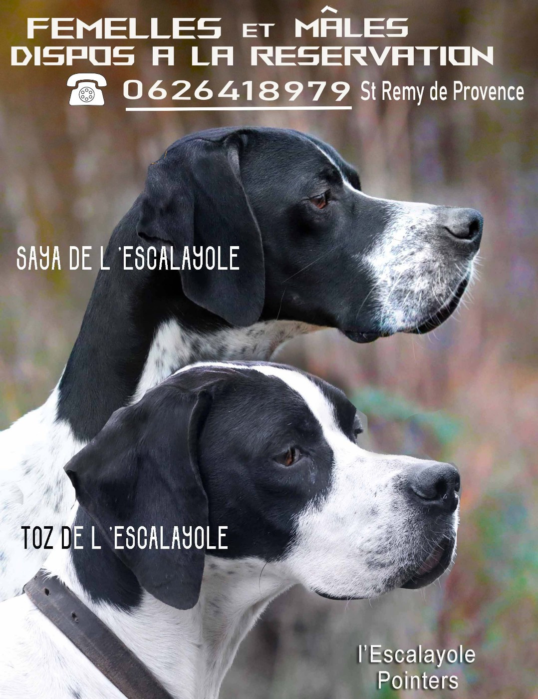 de l'Escalayole - chiots pointers disponible à la réservation