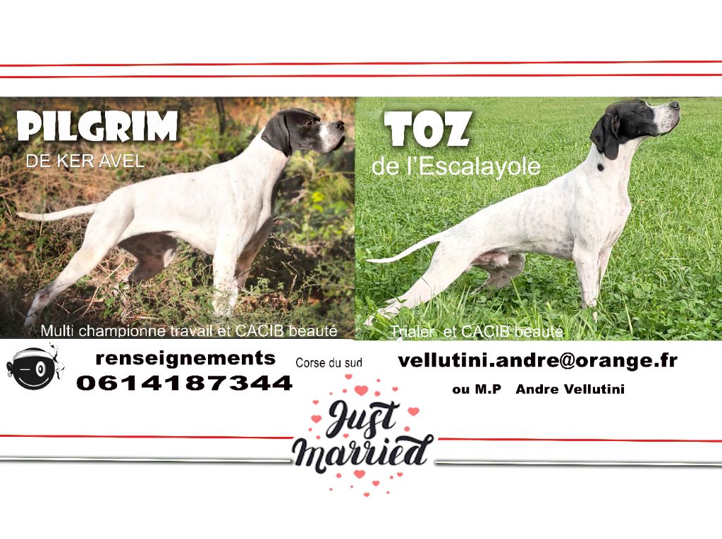Chiots disponible le 20 octobre 2025 