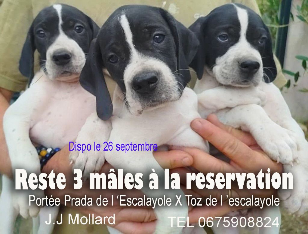  3 petits mâle disponibles le 26 septembre 
