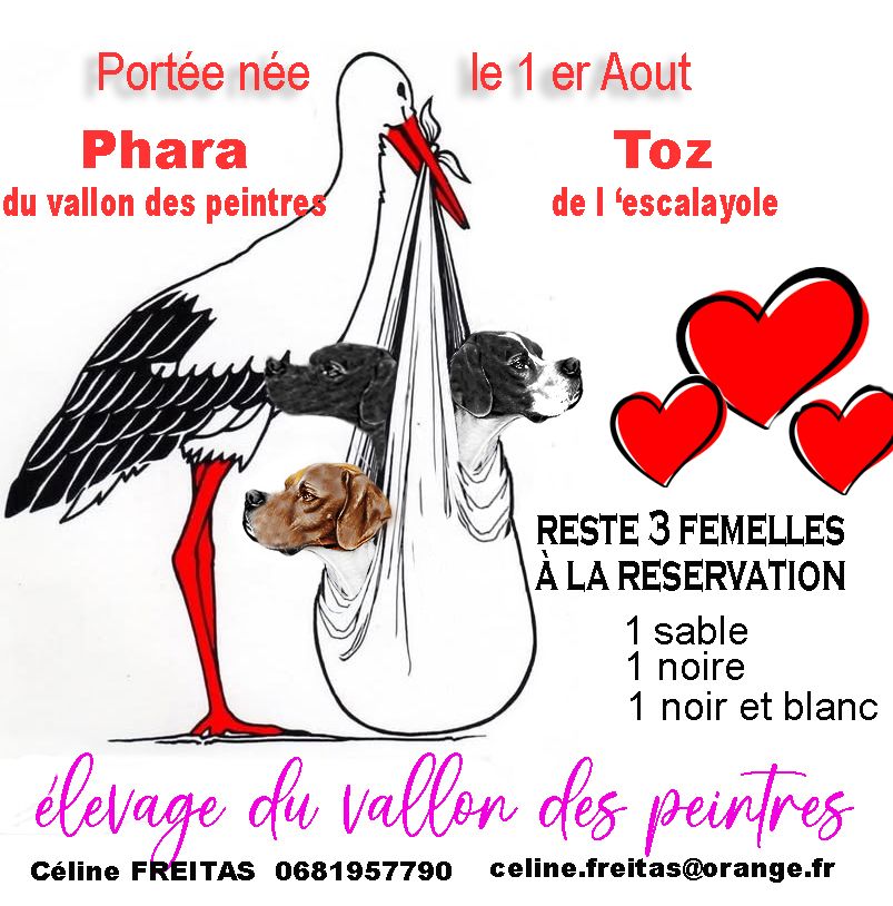 Femelles disponibles à la réservation 
