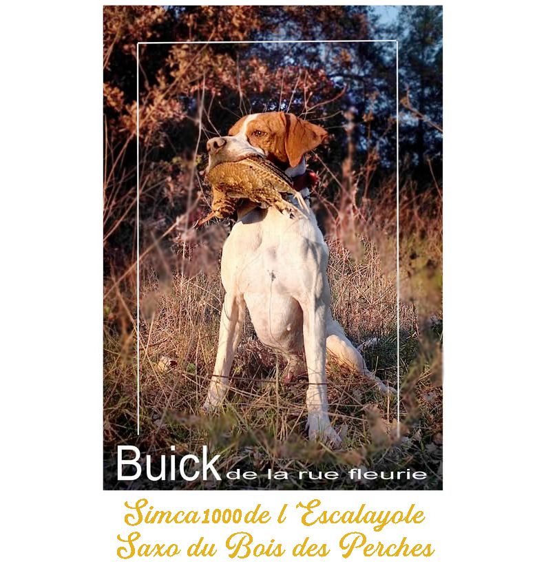 de l'Escalayole - Un champion de grande quête ...