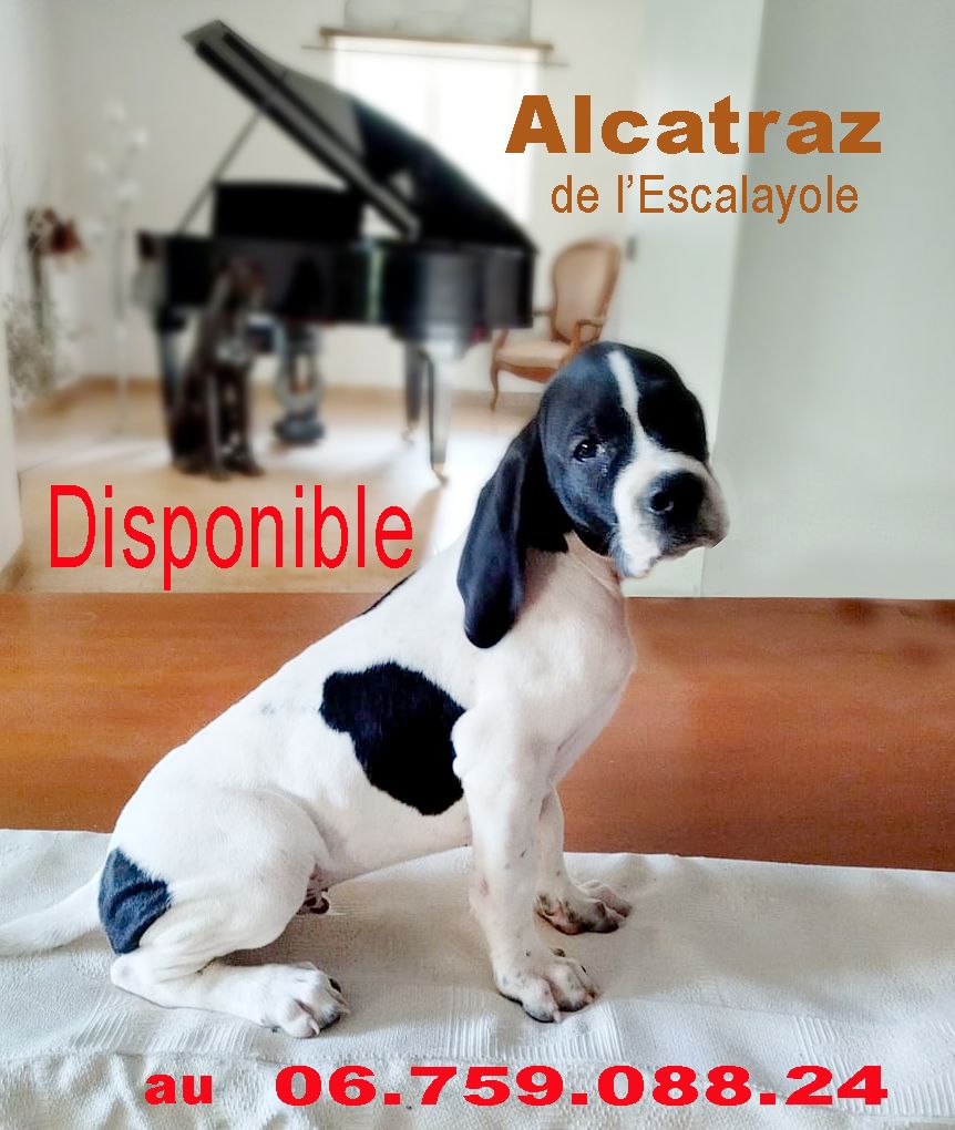 de l'Escalayole - chiots disponibles