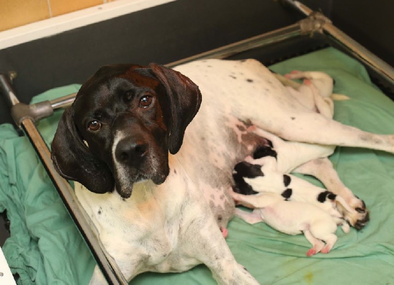 Chiot Pointer de l'Escalayole