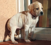 CHIOT femelle 5 Mr FESQUET